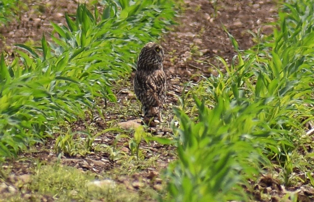 Gufo di palude (Asio flammeus) ?    S !